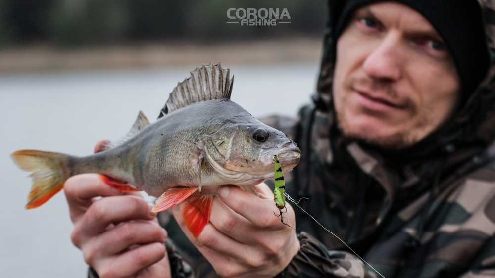 jak prowadzić przynętę na okonia